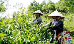 Chuẩn hóa vùng trồng, nâng giá trị dược liệu Việt