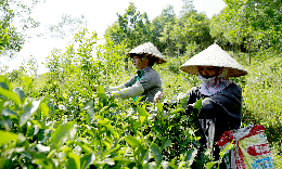 Chuẩn hóa vùng trồng, nâng cao giá trị dược liệu Việt