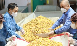 Trà hoa vàng từ bảo tồn nguồn gen đến phát triển vùng dược liệu