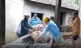 Quảng Ngãi ngập sâu, người dân tất tả bế lợn, di chuyển tài sản chạy lũ 