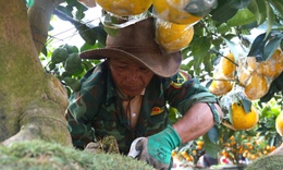 Tất tả mưu sinh ngày cận Tết