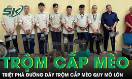 Nhóm thanh niên lập đường dây trộm cắp mèo quy mô lớn tại TPHCM