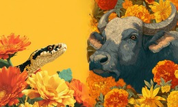 Tử vi 12 con giáp hôm nay 11/2: Tị bận rộn, Dậu kinh doanh hồng phát