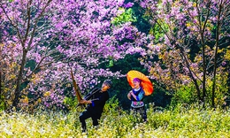 Gửi theo mùa xuân thơ ấu