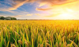 Cuộn cỏ hoàng hôn