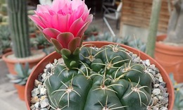 Hoa xương rồng nở