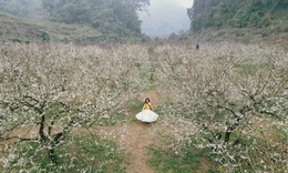 Mộc Châu khoác áo xuân: Trắng đồi mận, xanh đồi chè