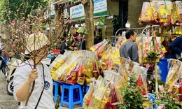 Đào mini giá vài chục nghìn đồng/cành hút khách chơi dịp Tết 2026