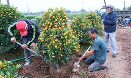 Thị trường hoa, cây cảnh Tết: Nơi trầm lắng, nơi cháy hàng