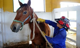 Nghiên cứu và bảo tồn giống ngựa Việt Nam: Giữ nguồn gen quý giữa nhiều thách thức