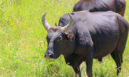 Ngắm đàn bò tót lai vạm vỡ sẵn sàng đón khách du xuân giữa núi rừng Khánh Hòa