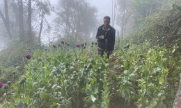 Vườn cây thuốc phiện nằm lẫn nương ngô trong rừng sâu