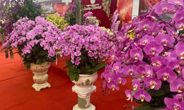 Lan Hồ Điệp Tết 2026: Giá leo thang những ngày cận kề năm mới