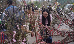 Người dân háo hức đi săn đào quất "đồng giá'