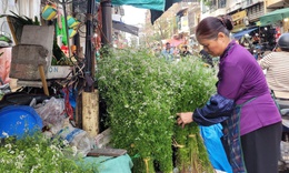 Giữ hương Tết xưa bằng nồi nước mùi già đầu năm, giá chỉ từ 20.000 đồng/bó