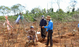 Đào Buôn Hồ vào vụ Tết: Hoa đẹp, thương lái đặt cọc sớm