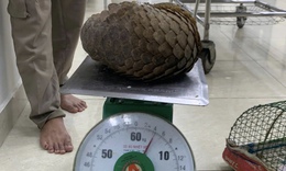 Gặp tê tê quý hiếm khi đi thả cua