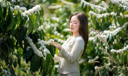 Mê mẩn mùa hoa cà phê ở Tây Nguyên