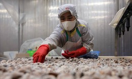 Mở rộng dư địa xuất khẩu nông lâm thủy sản, hướng tới mục tiêu 74 tỷ USD