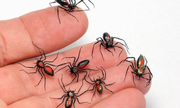 Phòng ngừa và xử trí đúng cách côn trùng đốt khi du xuân tránh biến chứng nguy hiểm