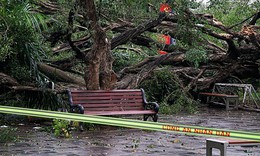 Hà Nội: Cây si cổ tại vườn hoa Lý Tự Trọng gãy đổ, 2 người bị thương