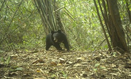 Nhiều động vật quý hiếm xuất hiện trong rừng ở Quảng Ngãi báo hiệu điều gì?