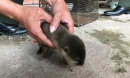 Học sinh lớp 4 cứu con vật quý hiếm với biệt tài bơi lặn bị kiệt sức bên bờ suối