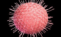 Mùa xuân cảnh giác với bệnh thủy đậu