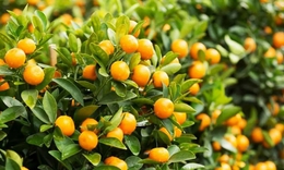 Dùng quả quất thế nào để phát huy lợi ích đối với cơ thể?