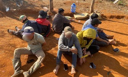 Triệt phá sới đá gà trong vườn cao su ở tỉnh Lâm Đồng