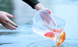 Ngày nào cúng ông Công ông Táo, dưới góc nhìn của chuyên gia phong thủy