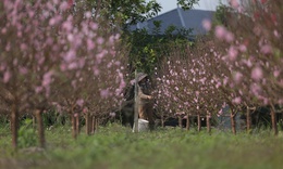 Đào nở đỏ rực trước Tết, chủ vườn đứng ngồi không yên