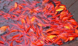 Thủ phủ cá chép rộn ràng vào vụ Tết ông Công, ông Táo