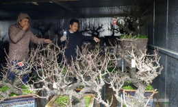 Đào 'tiến vua' Nhật Tân ngủ điều hòa chờ Tết