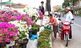 Không bắt buộc có giấy xác nhận khi vận chuyển hoa, kiểng bán Tết