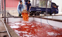 Làng cá chép đỏ Thủy Trầm nhộn nhịp trước ngày ông Công, ông Táo