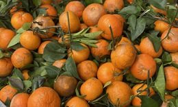Quýt sim ‘xả’ đầy chợ, giá rẻ chỉ hơn chục nghìn đồng/kg dịp cận Tết Nguyên đán