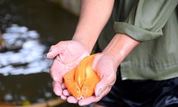 Vựa cá chép đỏ Tân Cổ bội thu dịp Tết ông Công, ông Táo