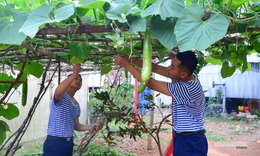 'Công viên xanh' giữa biển trời Tây Nam