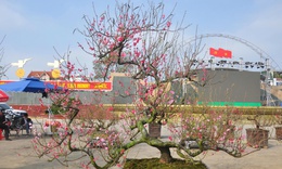 Sắc đào rừng, mai vàng nhuộm thắm Quảng trường Lam Sơn