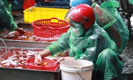 Loại cá chép nào được ưa chuộng trong lễ cúng ông Công, ông Táo?