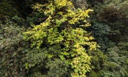 Ngắm những gốc mai vàng hàng trăm tuổi khoe sắc dưới tán rừng già