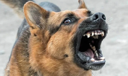 Cháu bé tử vong sau khoảng 4 tháng bị chó cắn