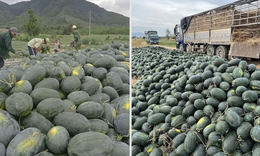 Chỉ 8.500 đồng/kg, vì sao dưa hấu Gia Lai rẻ bất ngờ?