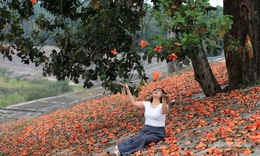 Sắc đỏ hoa gạo nhuộm thắm triền sông