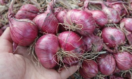 Giá hành củ giảm sâu, người dân đổ xô mua tích trữ: Bảo quản sao cho không bị hỏng?