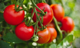 Người tăng huyết áp nên ăn cà chua sống hay nấu chín?