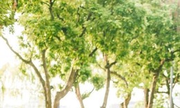 Miền Bắc giảm mưa, trời hửng nắng ở nhiều khu vực