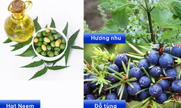 Chăm sóc da đầu khoa học: Vì sao dược liệu trở thành xu hướng trong chuẩn chăm sóc tóc mới