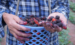 Rộn ràng mùa dâu tằm chín khiến bao người xao động ở vùng ngoại thành Hà Nội